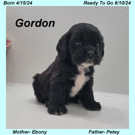 puppy, for, sale, Cocker Spaniel, Joe & Cherri  Overlease, dog, breeder, Miller, MO, dog-breeder, puppy-for-sale, forsale, nearby, find, puppyfind, locator, puppylocator, aca